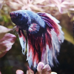 Publication de MamZ-L94