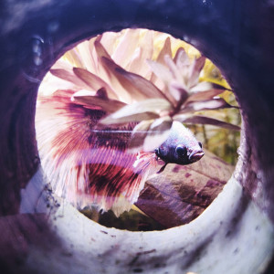 Publication de MamZ-L94