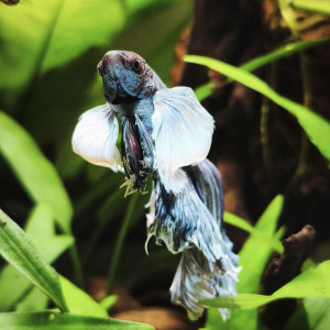 Publication de MamZ-L94