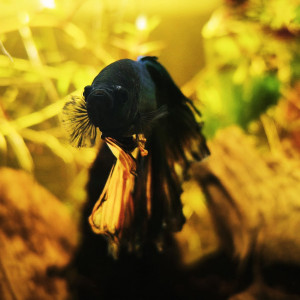 Publication de MamZ-L94