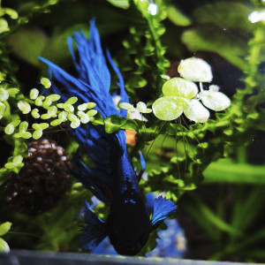 Publication de MamZ-L94