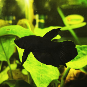 Publication de MamZ-L94