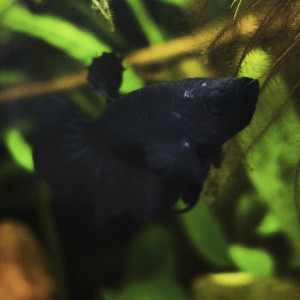 Publication de MamZ-L94