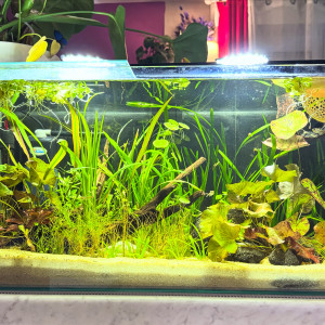 Publication de MamZ-L94