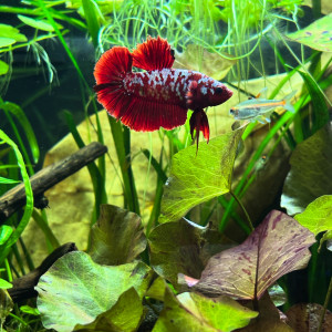 Publication de MamZ-L94