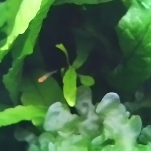 Publication de Olivier1977