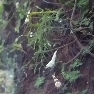 Publication de Olivier1977