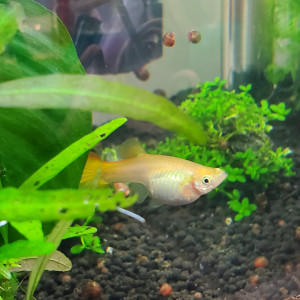 Publication de Mariekiwi