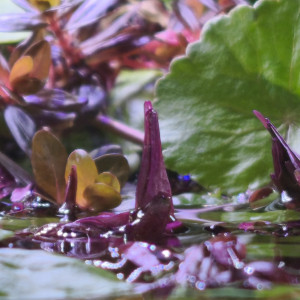 Publication de Loran