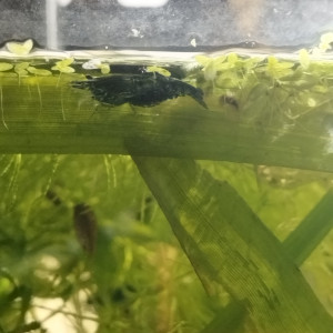 Publication de Orion07