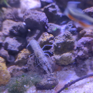 Cambarellus diminutus