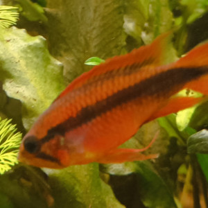 Publication de Racatrien