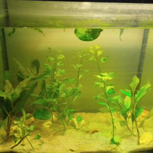 Publication de Sombre_aquatique