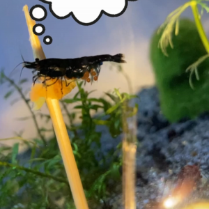 Publication de Fishnships