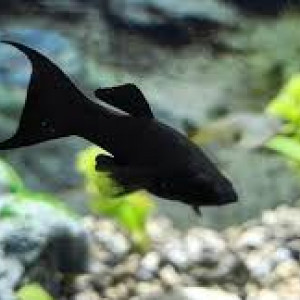 Black molly adultes