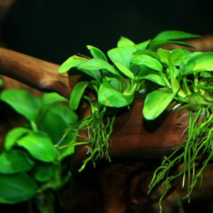 Anubias naine