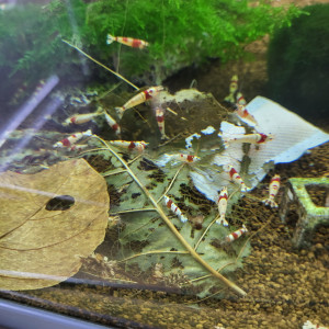 Publication de Tedd80