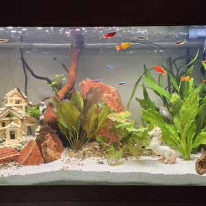 Publication de Rabaud