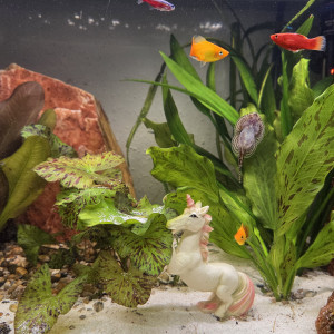 Publication de Rabaud