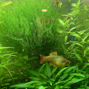 DONNE golden PLATYS
