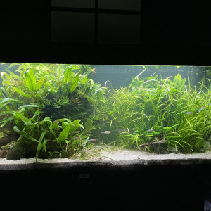 Publication de Molac