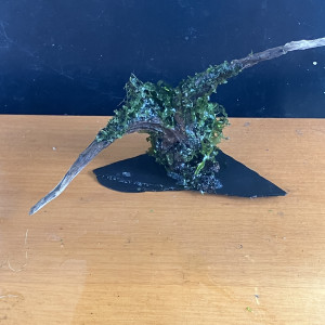 Racine asia sur ardoise + 3 moss fixées