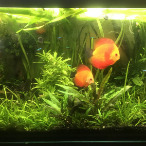 Publication de Balla