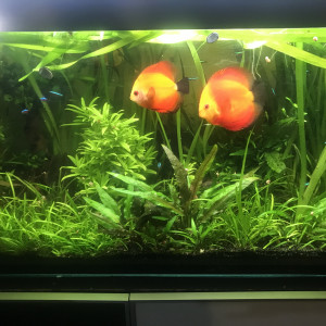 Publication de Balla