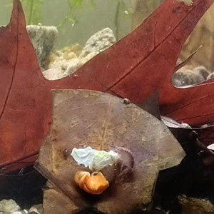 Publication de Yvodkanapero