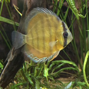 Discus sauvage fleuve Rio