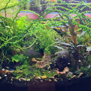 Publication de ArtemusKlegg