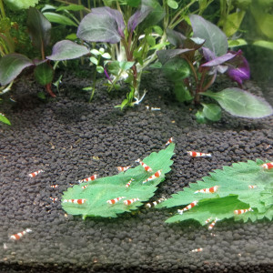 Crevettes Pure Red Line