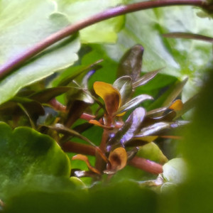 Publication de Loran