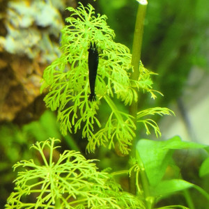 Néo caridinias Blue bolt déclassées