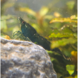 Crevette Green Jade  Saphir