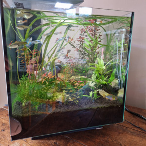 Publication de Freshwater