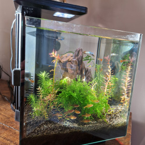 Publication de Freshwater