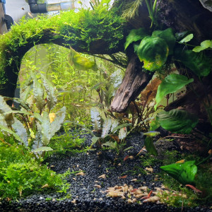 Publication de ArtemusKlegg