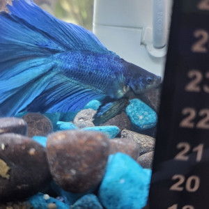 Publication de InesAribo