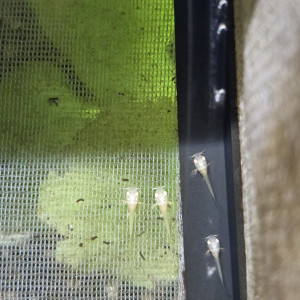 Corydoras albinos alevins