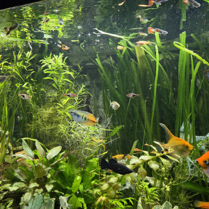 450 litres  communautaire