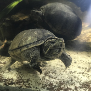 Publication de Balla