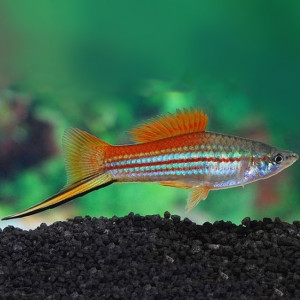 Xipho male