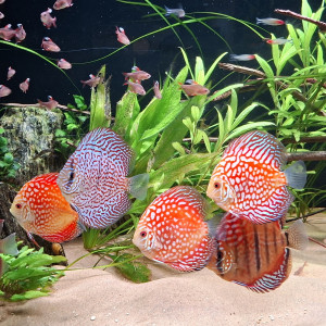 Publication de Lorent_Aquataz