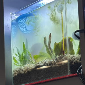 Publication de MamZ-L94