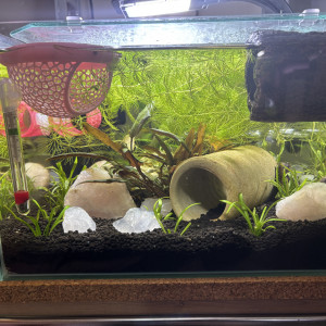 Publication de MamZ-L94