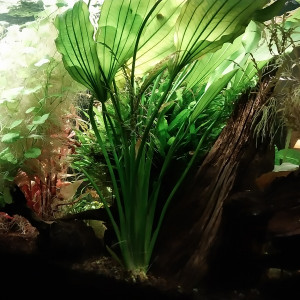 Publication de STK54