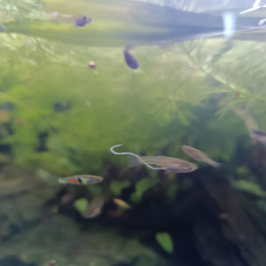 Publication de FrenchieFishi