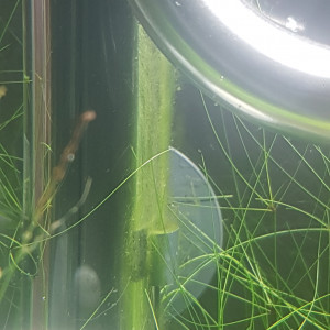 Publication de LiquidPaper2008