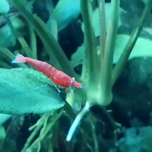 Publication de Olivier1977